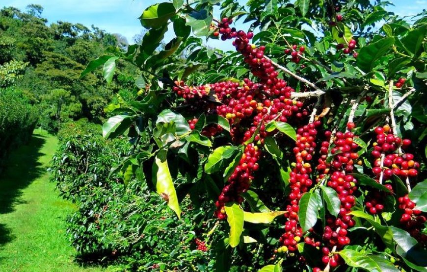 Da Lat Tea And Coffe 1 Day Trip